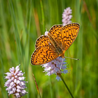 <i>Boloria eunomia</i> Species of butterfly