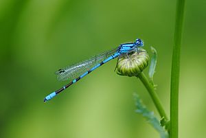 Enallagma boreale, male