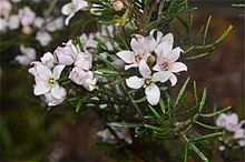 Boronia hemichiton.jpg