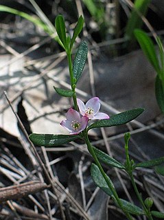 <i>Boronia polygalifolia</i> Species of flowering plant