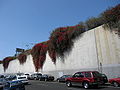 Bougainvillea is a common sight along Interstate overpasses in San Diego, California