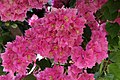 * Nomination Bougainvillea cultivar.--Jebulon 23:16, 21 September 2010 (UTC) QI to me. * Promotion --Cayambe 15:15, 22 September 2010 (UTC)