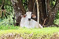 Vache brahmane