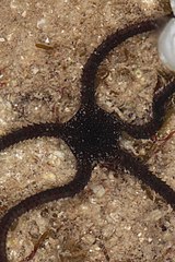 File:Braune Schlangenstern Ophioderma longicaudum 3.jpg (Category:Ophioderma longicaudum)