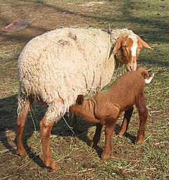 Mourerous pecora e agnello