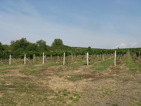 A vineyard in Brhlovce, Slovakia