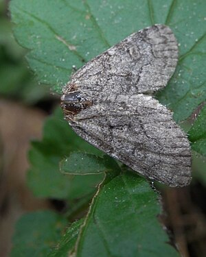 Lepidoptera