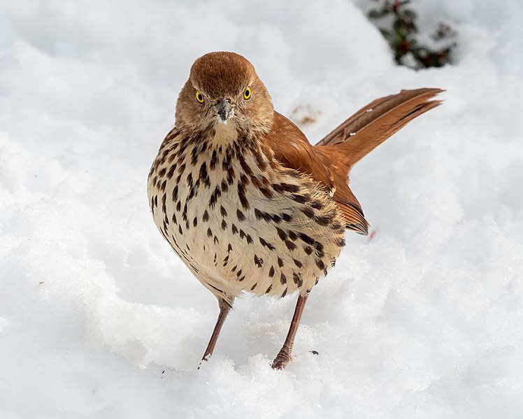 File:Brown thrasher in CP (01868).jpg