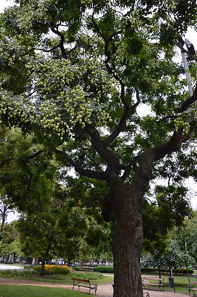 File:Budapest Szabadság tér - Koelreuteria paniculata.jpg