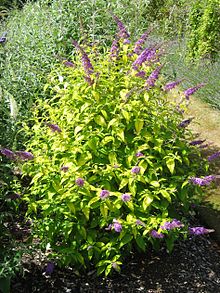 Buddleja Buddma 'Moonshine' .jpg