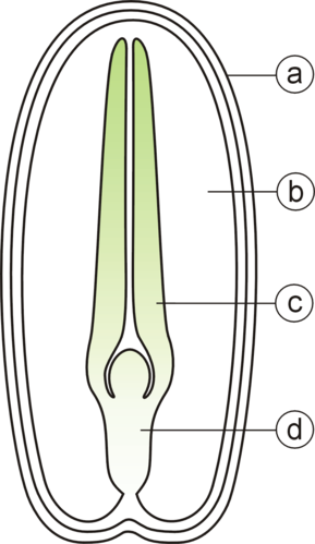 Diagram van de interne structuur van het zaad en embryo van een tweezaadlobbige. (a) zaadhuid, (b) endosperm, (c) zaadlob, (d) hypocotyl.