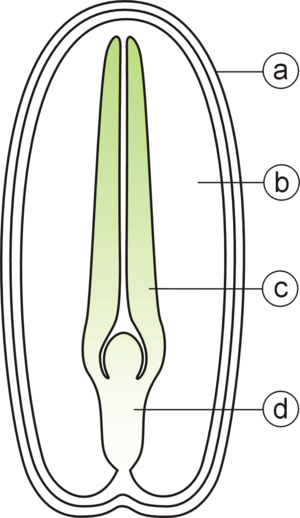 Semeno: Anatomie, Šíření semen, Klíčení semene