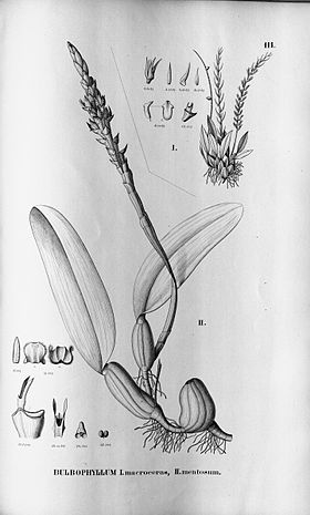 Bulbophyllum mentosum fig. II