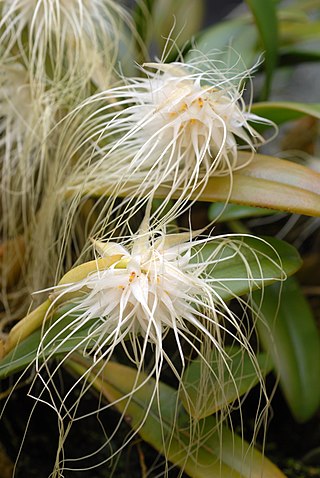 <i>Bulbophyllum medusae</i> Species of orchid