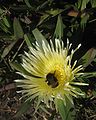 * Nomination: Bumblebee on ice plant flower. --Avenue 14:29, 8 March 2010 (UTC) * * Review needed