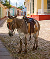 * Nomination Donkey for use with tourist intentions, (as taking photos), in the Villa de la Santísima Trinidad, Sancti Spíritus, Cuba. --Ivan2010 20:52, 7 February 2015 (UTC) * Promotion QI but poor animal -- Spurzem 22:23, 7 February 2015 (UTC)