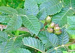 Miniatura para Bursera excelsa