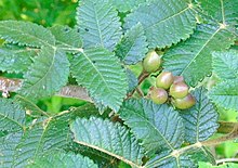 Bursera excelsa.jpg