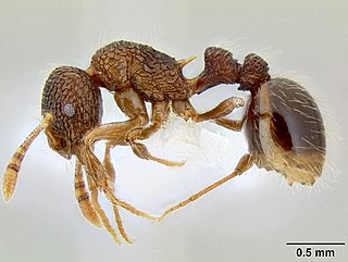 <i>Austromorium flavigaster</i> species of insect