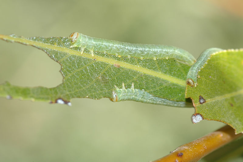 File:CSIRO ScienceImage 7377 Larvae of the willow sawfly.jpg