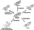 Thumbnail for Hydroxylation of estradiol