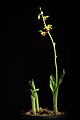 Calanthe tricarinata