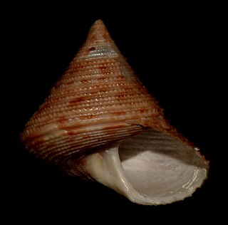 <i>Calliostoma bullisi</i> Species of gastropod