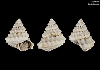 <i>Calliotropis babylonia</i> species of mollusc