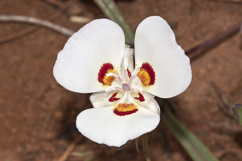 File:Calochortus dunnii - Flickr 004.jpg