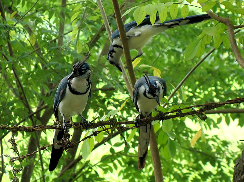 File:Calocitta formosa (group).jpg