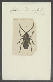 <i>Calocomus</i> Genus of beetles