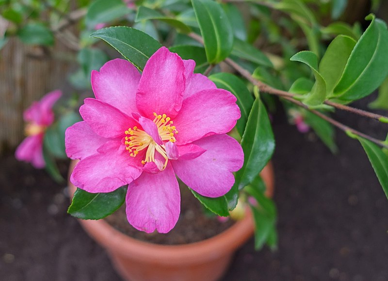 File:Camellia hiemalis 'Kanjiro' - Flora park - Cologne, Germany - DSC00563.jpg