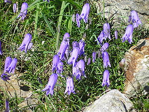 Cut out bellflower (Campanula excisa)