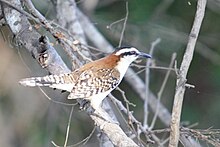 in Guanacaste province, Costa Rica Campylorhynchus capistratus - rufous-naped wren.jpg