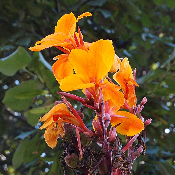 File:Canna 'Pacific Beauty' Flowers Closeup 1800px.jpg