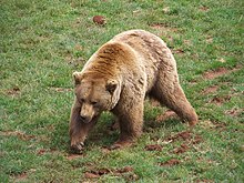 Iberian brown bear Cantabrian brown bear.jpg