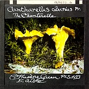 Cantharellus cibarius