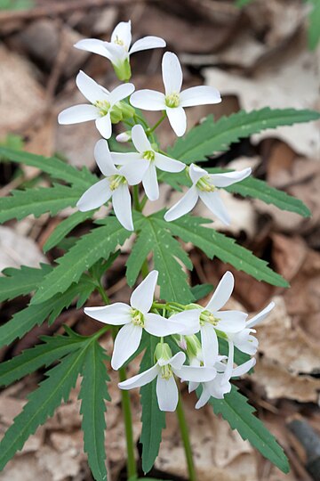 Cardamine à feuilles découpées