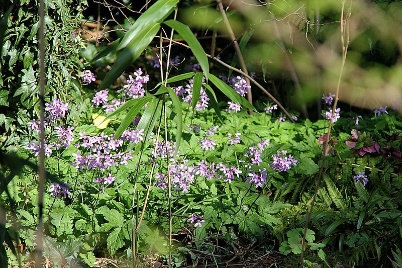 File:Cardamine pentaphylla overview Oude Jachthuis.jpg