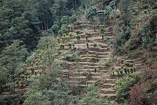 Cardamom Hills mountain chain in India