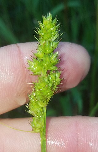 <i>Carex austrina</i> Species of North American sedge