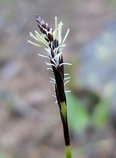 <i>Carex concinnoides</i> Species of sedge