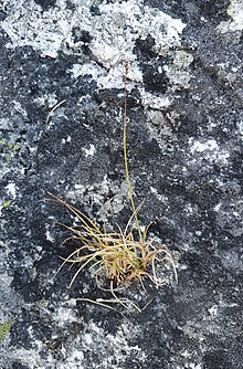Carex parallela 155388988.jpg