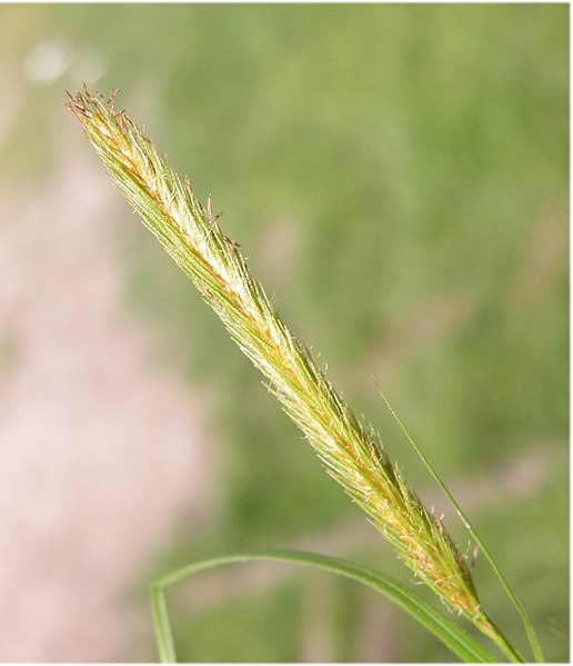 File:Carex pseudocyperus inflorescens (27).jpg