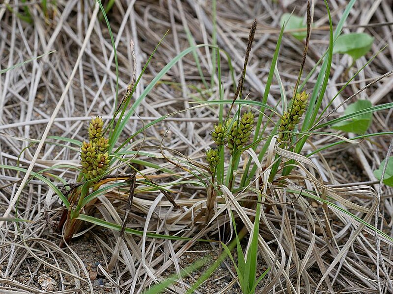 File:Carex pumila koubousiba01.jpg