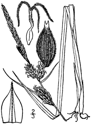 Descrierea imaginii Carex vestita drawing 1.png.