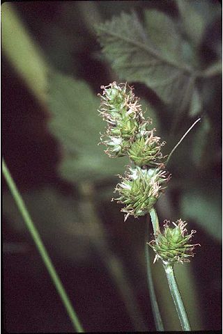 <i>Carex molesta</i> Species of grass-like plant