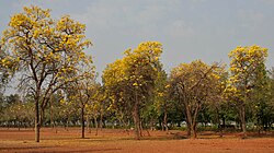 Luas daerah yang tertutup dengan beberapa Tabebuias, atau dikenal sebagai terompet pohon.