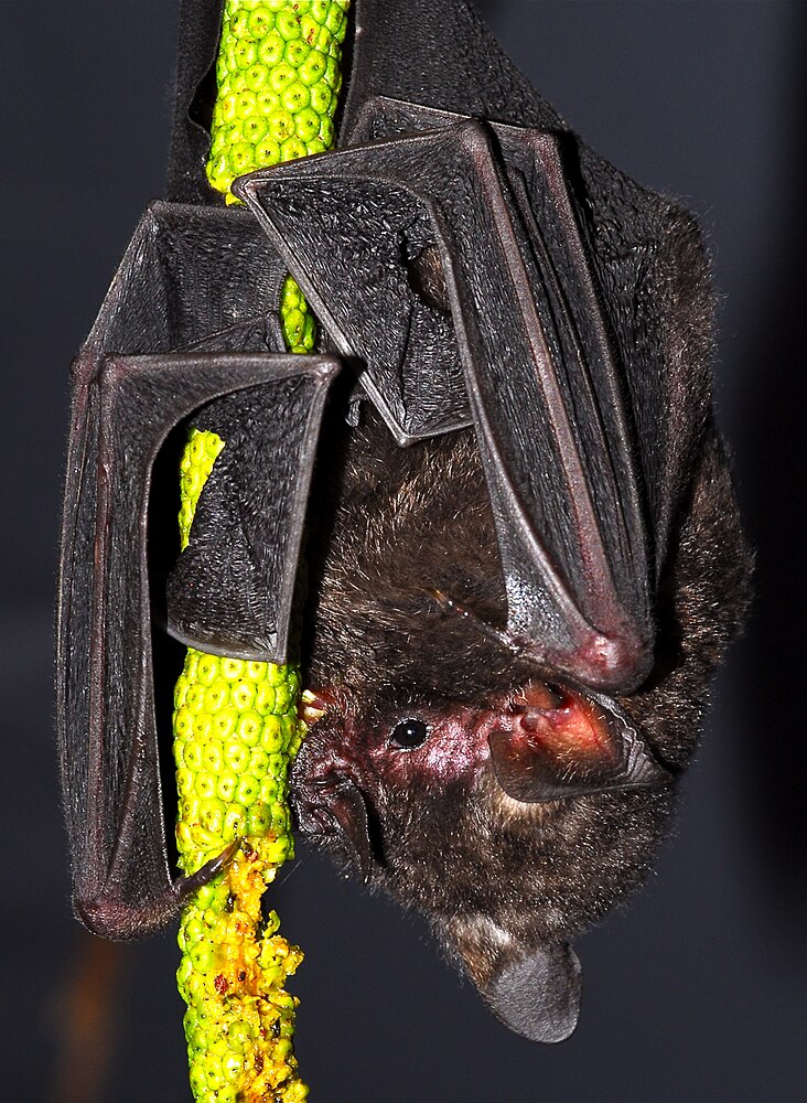 The average adult size of a Seba's short-tailed bat is  (0' 3