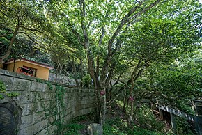 Descrierea imaginii Carpinus putoensis lângă Templul Huiji, 2019-05-11 03.jpg.